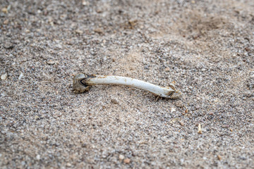 USA, Nevada, Lincoln County, Key Pittman Wildlife Management Area. A decaying leg bone from a dead coyote (Canis latrans) that was recently eaten by a scavenger