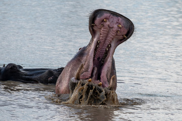 Hippopotamus (Hippopotamus amphibius) in a lake in Kenya, Africa