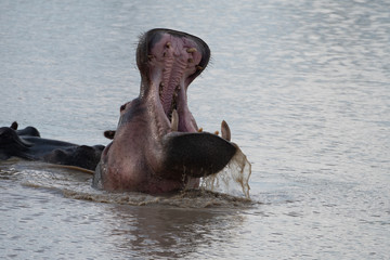 Hippopotamus (Hippopotamus amphibius) in a lake in Kenya, Africa