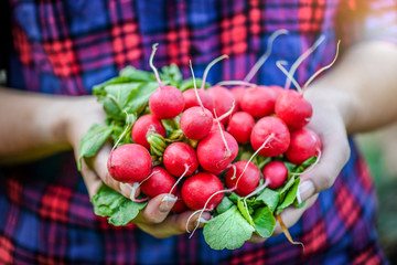 Organic food vegetables. Farmers hands with freshly radish vegetables. Beautiful radish bound.