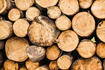 Forest pine and spruce trees. Log trunks pile,  the logging timber wood industry.