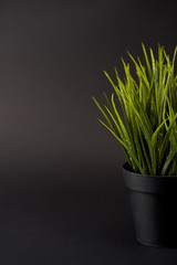 green grass in a pot isolated on black