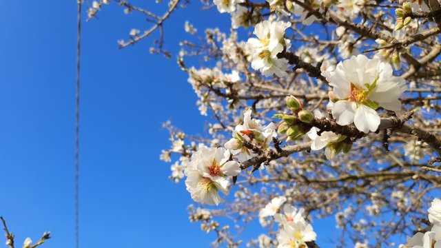 Branches of blooming almond tree with White flowers on the foreground on Blurred Background in Italy.. Concept of early spring
