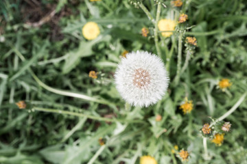 White fluffy dandelion close up against background of blurred green meadow on summer day. Picturesque background for your design