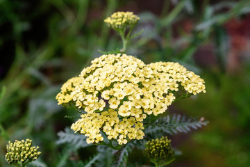 Many small yellow flowers of Achillea millefolium, commonly known as yarrow or  common yarrow in a sunny spring garden, beautiful outdoor floral background photographed with soft focus