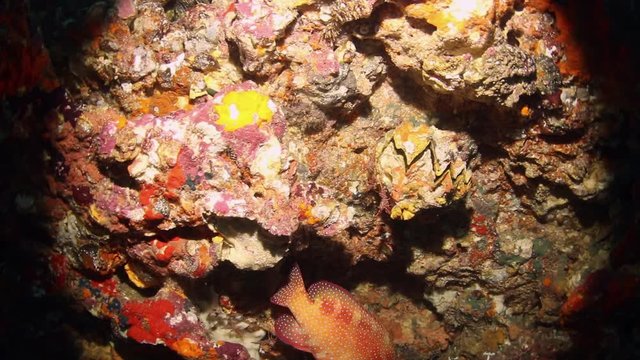 Cleaner shrimps or Lysmata Amboinensis on rocks at the sea bottom. A coral grouper or plectropomus leopardus was wisiting this shrimps.