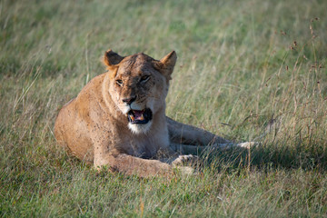 female lion bothered by flies in the Masai Mara