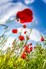 poppy field. blooming poppies. the sky in poppies. poppy spring. bottom view of the sky.