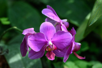 Close up vivid pink Phalaenopsis orchid flowers in full bloom in a garden pot in a sunny summer...