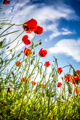 poppy field. blooming poppies. the sky in poppies. poppy spring. bottom view of the sky.