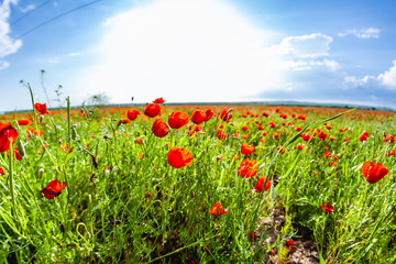 poppy field. blooming poppies. poppy background. poppy spring