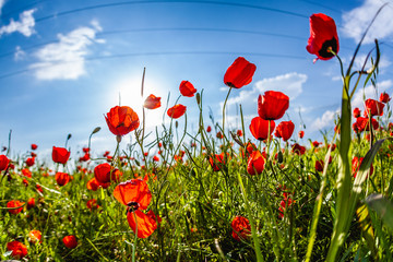 poppy field. blooming poppies. the sky in poppies. poppy spring. bottom view of the sky.
