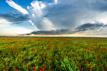 poppy field. blooming poppies. poppy background. poppy spring