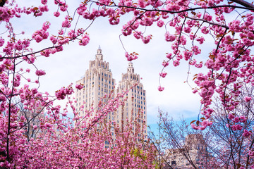 View of the blossom cherries in the Japanese garden in New York City
