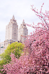 View of the blossom cherries in the Japanese garden in New York City - obrazy, fototapety, plakaty