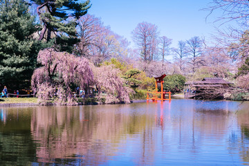 View of the Japanese Garden at Brooklyn Botanic Garden, New York City.
