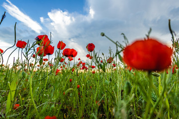 poppy field. blooming poppies. the sky in poppies. poppy spring. bottom view of the sky.