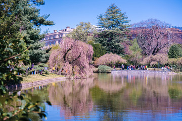 View of the Japanese Garden at Brooklyn Botanic Garden, New York City. - obrazy, fototapety, plakaty