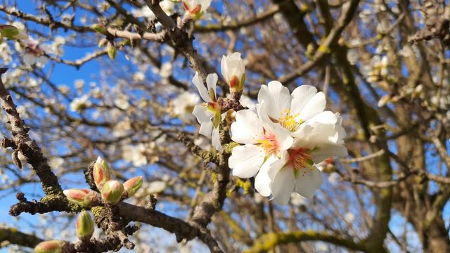 Branches of blooming almond tree with white flowers on the foreground. Close up of Almond Tree Flowers in a Sunny Day on Blurred Background. Concept of early Spring.  