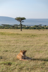 lioness laying down in the foreground with a Masai Mara scene behind
