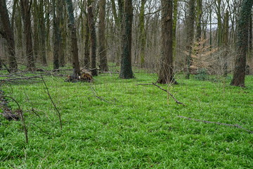 Berliner Bärlauch im Plänterwald
