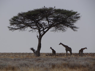 some giraffes in front of an african tree