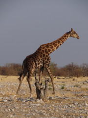 a giraffe in the steppe