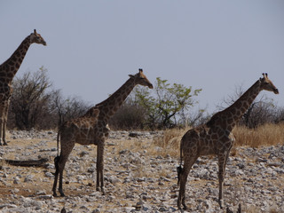 Some giraffes drinking