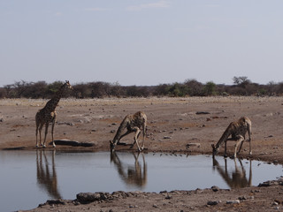 Some giraffes drinking