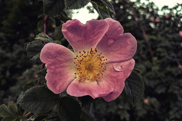 Blooming rosehip with leaves close-up. Spring and summer background, dew drops on the petals....
