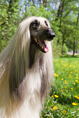 Dog Afghan Hound  portrait against background of green grass and trees