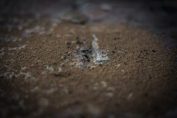 ant house on the wooden floor 