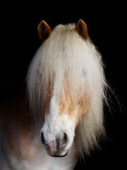 Stunning Blonde Horse