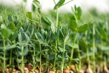 Obraz premium Micro green of peas. Fresh natural organic product