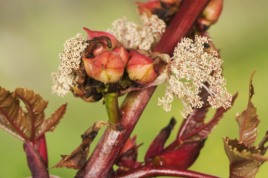 Ricinus communis the castor bean or oil plant very toxic with beautiful white and red flowers as well as fruits of intense red color