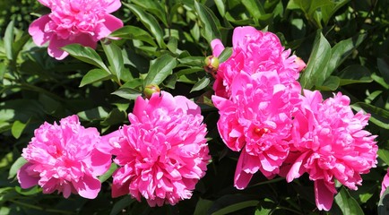Blooming peonies.