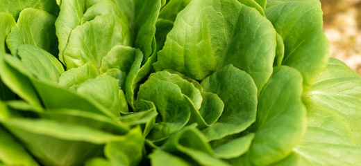 Fototapeta premium Corn salad, green lettuce leaves background. Fresh natural organic product