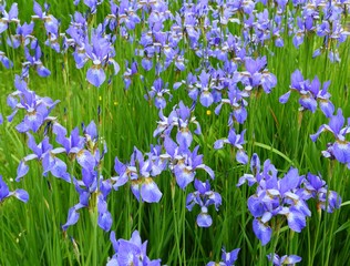 Fototapeta na wymiar Iris sibirica.