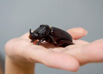 Rhinoceros beetle on the hand closeup