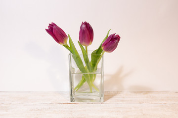 Pink tulips in transparent square glass vase on white background with copy space
