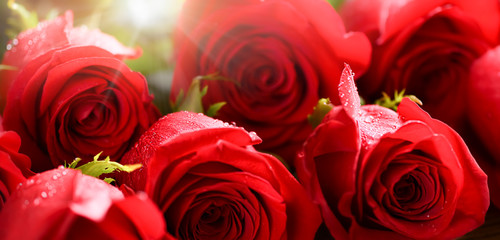 Red roses on vintage old wooden board.  Valentines day web wide rose banner
