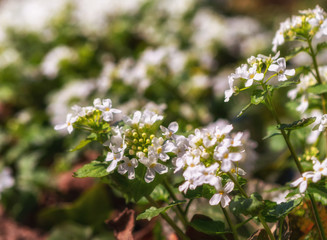 white spring flowers with blurred background