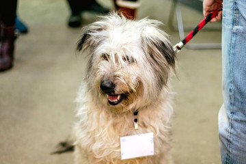 Cute dog from a shelter at the pet adoption fair. Helping the homeless, caring for animals