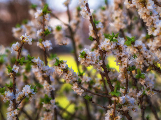 Blooming daphne mezereum . Beautiful mezereon blossoms in spring. Branch with white flowers of...