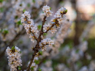 Blooming daphne mezereum . Beautiful mezereon blossoms in spring. Branch with white flowers of...
