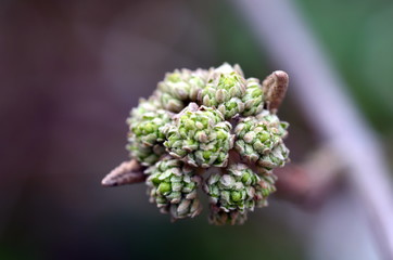 Knospe an einem Schneeballstrauch