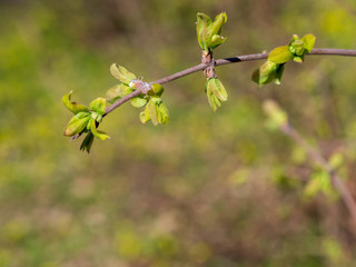Spring is coming. Tree branch with buds growing on a blurred background