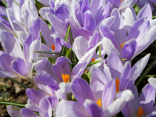 Blue crocuses growing on the ground in early spring. First spring flowers blooming in garden. Spring meadow full of white crocuses, Bunch of crocuses. Early spring