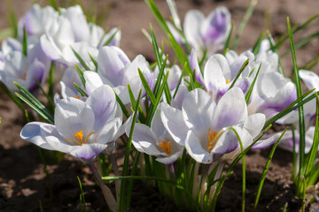 White crocuses growing on the ground in early spring. First spring flowers blooming in garden. Spring meadow full of white crocuses, Bunch of crocuses. White crocus blossom close up.