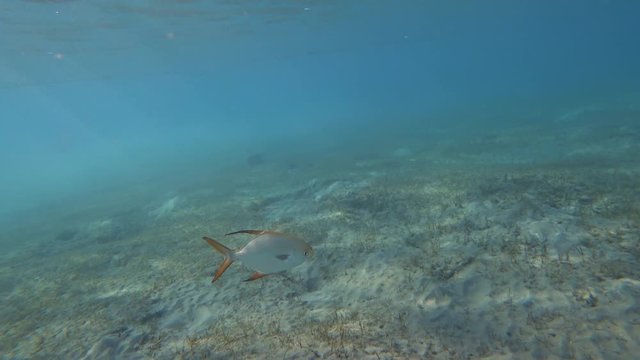 Pompano fish (Trachinotus blochii) in the sea.	